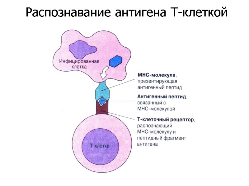 Распознавание антигена Т-клеткой